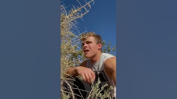 GOT ATTACKED BY WOLVES ON A HIKE! #shorts