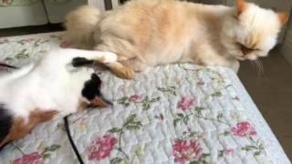 Comendo O Rabo Do Amigo.