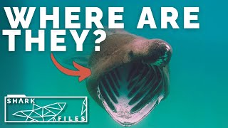 Britain’s Biggest, Most Mysterious Shark