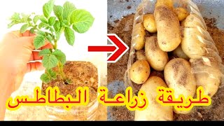 طريقة زراعة البطاطس أو بطاطا في هدا الشهر 8 #الزراعة_البطاطس_في_المغرب