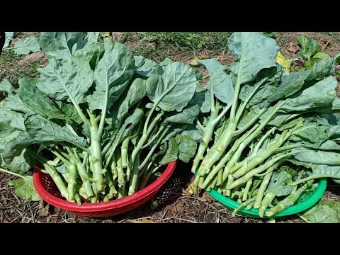 Video: Chinese boerenkoolgroente - tips voor het kweken, verzorgen en oogsten van Chinese broccoli