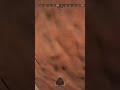 Quick and easy #apex #apexlegends #apexlegendsclips #fyp #battleroyale