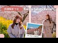 🇯🇵 Kawazu Sakura 🌸 ซากุระแรกของปีที่เมือง Matsuda, Kanagawa ใกล้โตเกียวแค่ชม.นิดๆ