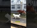 Surprising Burst of Speed in a Massive Body 💥 #shortvideo