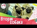 3 совета, если вы решили завести вторую собаку