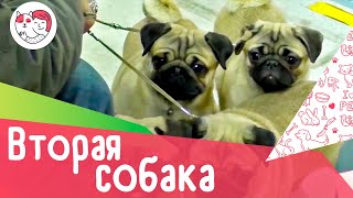 3 совета, если вы решили завести вторую собаку