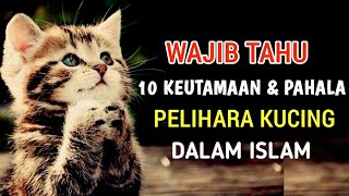 Inilah 10 Pahala dan Mamfaat Memelihara Kucing Dalam Islam