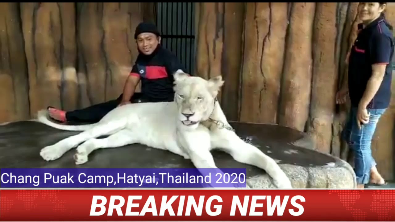 White Lion Chang Puak Camp Hatyai Youtube