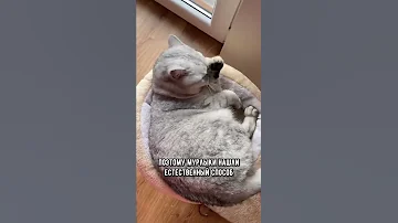 Почему кошка любит есть траву #коты #кот #shorts