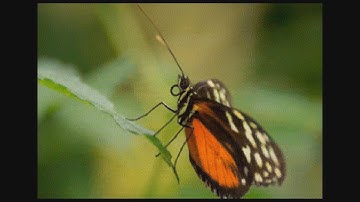 Gfa Basic / Loading Images with 512 colors or more (Atari STe).