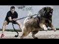 The 10 Strongest Shepherd Dog Breeds