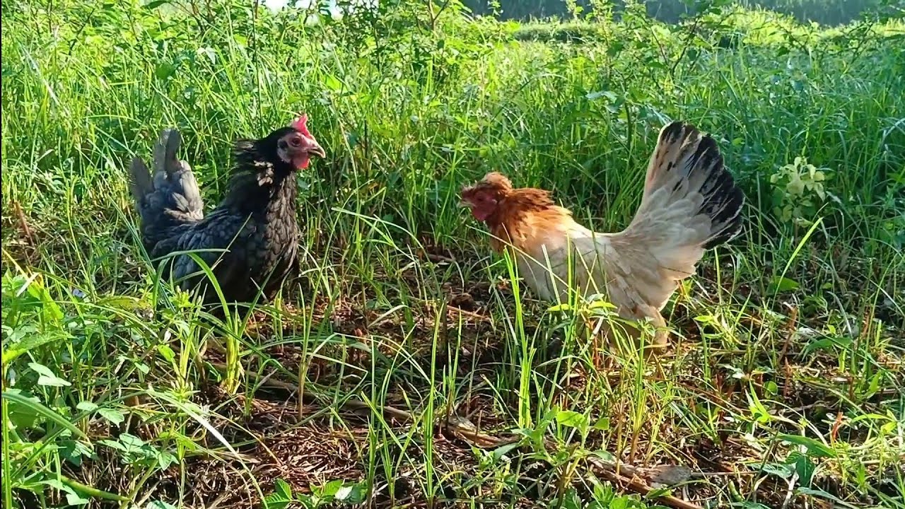 この二羽の鶏は戦いたいんです!!