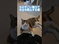 絶対にバッグから制圧する猫#cats