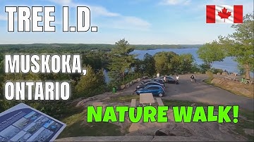 NATURE WALK TREE IDENTIFICATION EP. 1 - MUSKOKA, ONTARIO