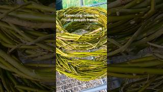 Wreath frames from willow #gardening #wreaths #craft #willow #weaving