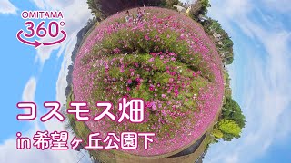 コスモス開花状況について トップページ コスモス開花状況について トップページ