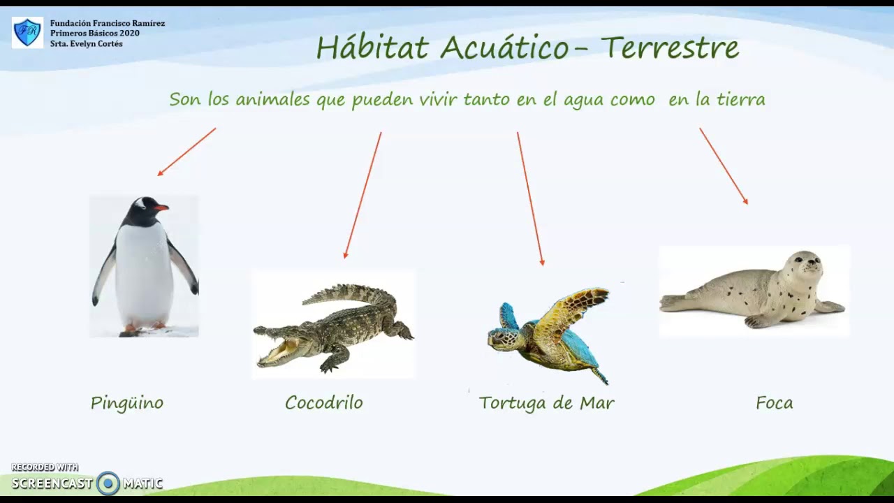 El hábitat de los animales YouTube