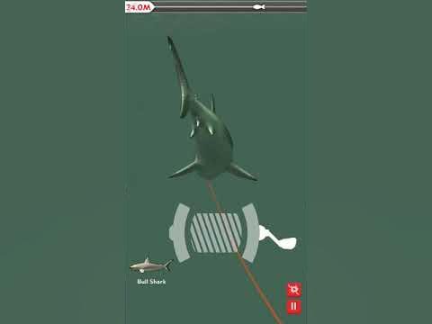 Rapala Daily Catch - How to catch Bullshark [Full Video] - YouTube