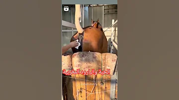 تنضيف المهبل للخيول 