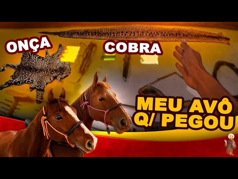 Vídeo: Museu da Criação de Cavalos e Museu Biológico. As ruas Timiryazevskaya e M. Gruzinskaya não o deixarão indiferente