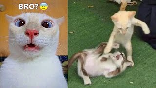 Funniest cats and dogs 🐶🐱 05 by TiktokDor 4,945 views 2 years ago 3 minutes, 54 seconds