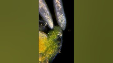 Инфузории нашли что-то вкусное 😁 #macro_captures #macrozoom #macros #micro #macroworld #микромир