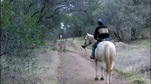 Buddy Sour horses Part 2 - solving the problem out on the trail with Mike Hughes, Auburn California