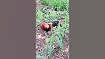 pub qaib qus daj zoo nkauj. cho gà rừng mã vàng ăn