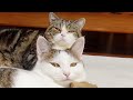 遠近法が通用しないねこ。-Perspective doesn&#39;t work on Maru&#39;s face.-