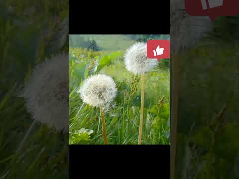 سورة الناس الرقية الشرعية بتلاوة الشيخ مشارى راشد العفاسي تلاوة عطرة 