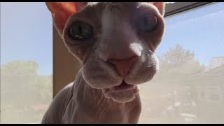 Fighting over the window seat by SphynxDaddy 74 views 2 years ago 2 minutes, 2 seconds