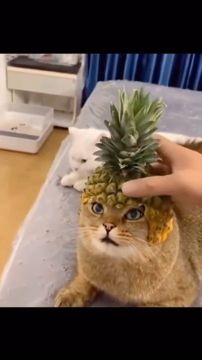 Linggang guli guli part 11