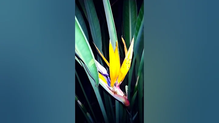 Bird of Paradise