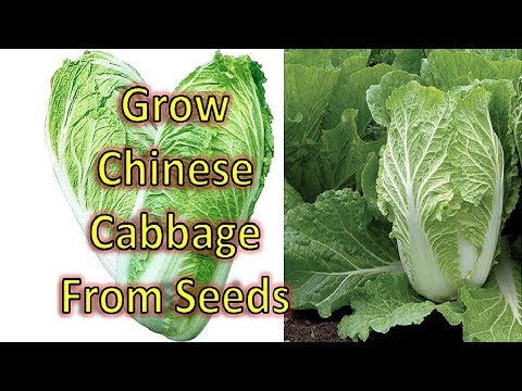 วีดีโอ: Orient Express Cabbage Care – How To Grow Orient Express Chinese Cabbage
