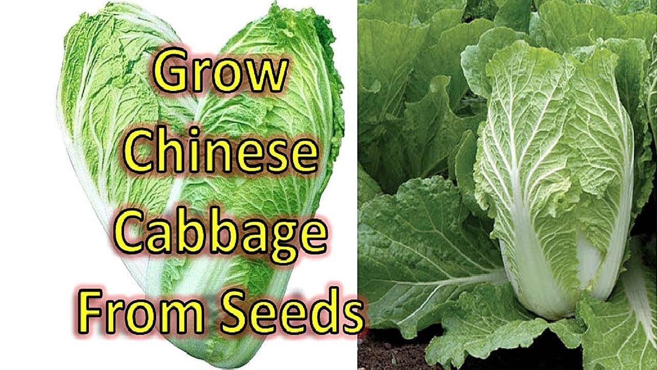 Cabbage chinese Chinese cabbage