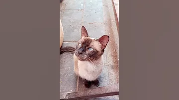 القط سيامو المسكين Cat النظافه Cute الجيلي Kitten موسيقار Funny Funny المراه الظروف 