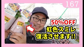 弱った虹色スミレ/ビオラの復活大作戦【前編】ガーデニングｂｙ園芸チャンネル　167