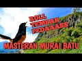 MASTERAN MURAI BATU ROLL TEMBAK PEDAS,COCOK UNTUK PANCINGAN MURAI BATU TROTOL DAN HUTAN