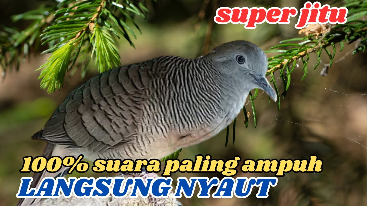 Perkutut Lokal Gacor Panjang Alami Membuat Suasana Damai