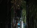 cara cepat manjat pohon kelapa