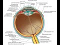 Орган зрения. Строение глазного яблока, его оболочки