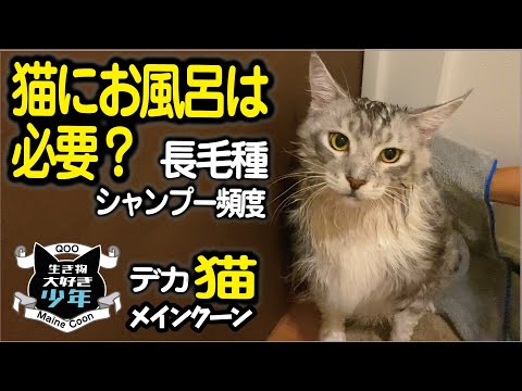 【メインクーン】猫にお風呂は必要?長毛種のシャンプー頻度 hqdefault