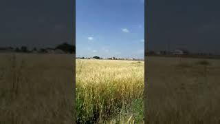 Tarlada Çalışan Annelerden, Evde Yatan Evlatlarına. Helal Olsun 👌🏻👏🏻👍🏻😅