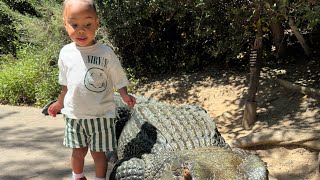 ZOO DAY!KOKO MEETS A ALLIGATOR!!! #youtube #zoo #alligator #LA