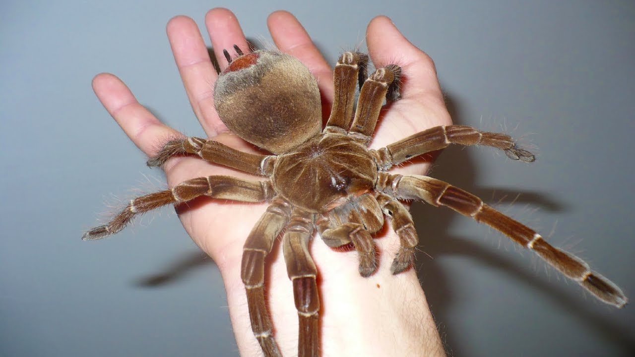 What Are The Biggest Spiders In The World Facty - vrogue.co