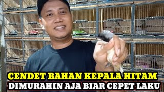 HARGA DIMURAHIN AJA BIAR CEPET LAKU!!! UPDATE HARGA BURUNG TERBARU DIKIOS KANG MANTO PB.PRAMUKA