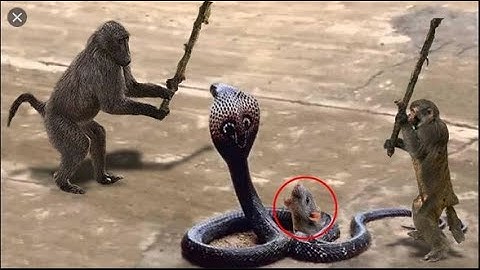 Real Snake Attacked and Wrap Monkey Pass Away and Crying Loudly in Forest