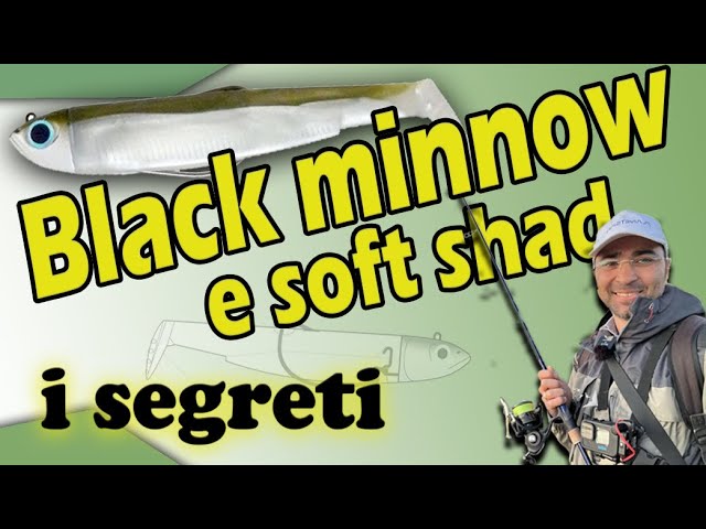 Black Minnow 