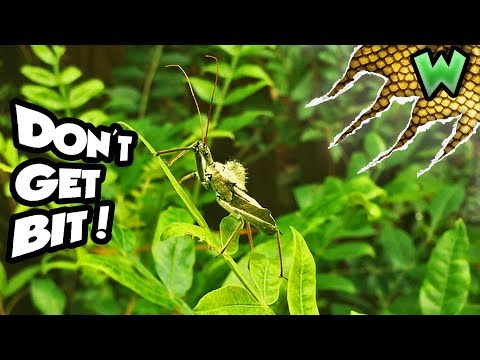 You Don&rsquo;t Want to be Bitten by the Wheel Bug! | Can I Catch It?