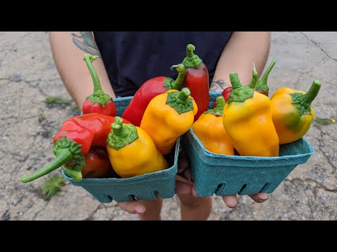 Video: Choosing Sweet Peppers For Central Russia